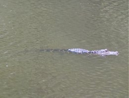 Cooper River Diving