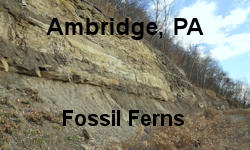 Ambridge Fossil Fern Site