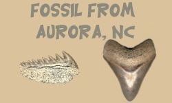 Aurora, North Carolina Fossil Identification