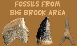 Big Brook Fossil Identification Site