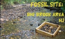 Big Brook Fossil Site