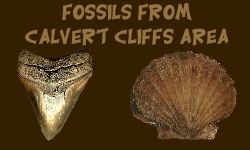 Fossil Identification for the Calvert Cliffs