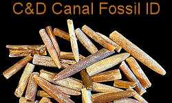 Fossils that can be found at the C and D Canal, Delaware