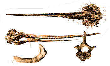 Megalodon sizes