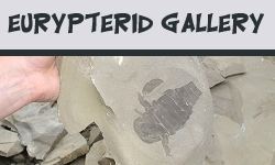 The Eurypterid Gallery