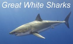 Great White shark facts