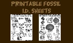 Fossil ID Sheets