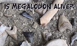 Is Megalodon alive today?