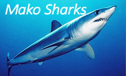 Mako shark facts