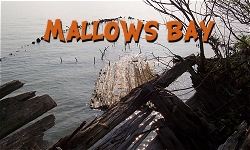 Mallows Bay Ship Graveyard