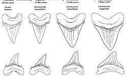 Megalodon Evolution - Research and Science
