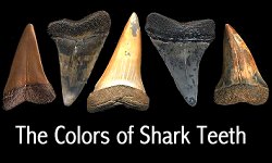 Why are Shark Teeth Different Colors?