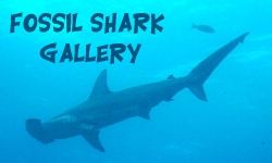 The Shark Gallery