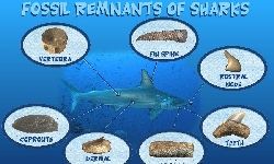 Types of Shark Fossils