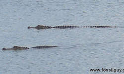 South Carolina Fossil Hunting Trip