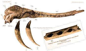 Squalodon - the shark toothed whale