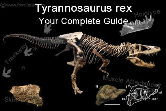 Tyrannosaurus rex facts and information