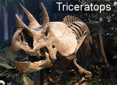 Triceratops Facts