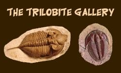 Trilobite Facts and Information