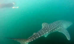 Swimming with Whale Sharks in the Sea of Cortez