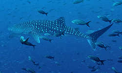 Whale Shark Facts and Information
