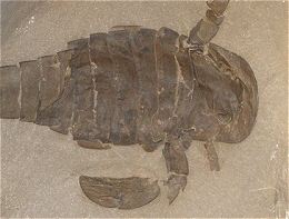 The Eurypterid Gallery