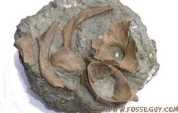 fossil collecting trip