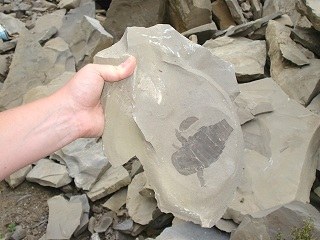 Fossil Hunting for Eurypterids in New York