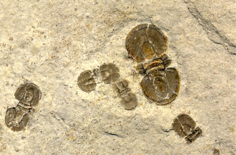 agnostid trilobite fossils from Utah