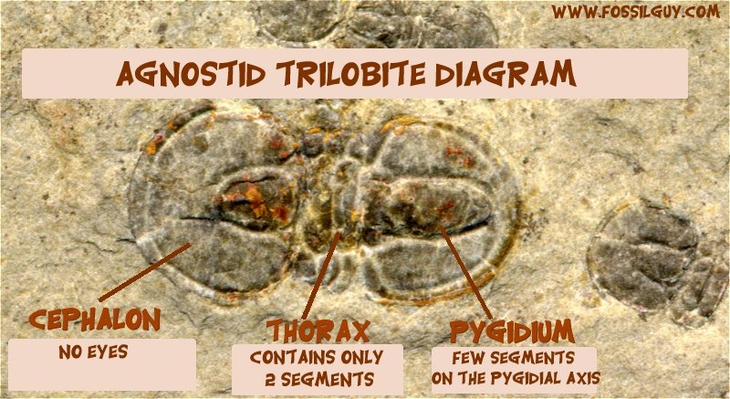 Diagram of an agnostid trilobite fossil - This shows the difference between the head and tail (cephalon and pygidium).
