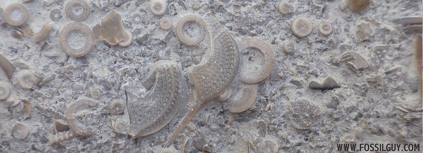 Kope formation Matrix - Crinoids and Cryptolithus fragments.