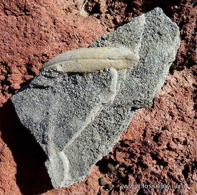 A single Olive Leaf Fossil from Santorini, Greece
