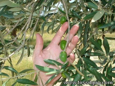 Olives on an olive tree branch