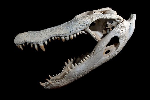 Image of an american Alligator Skull.