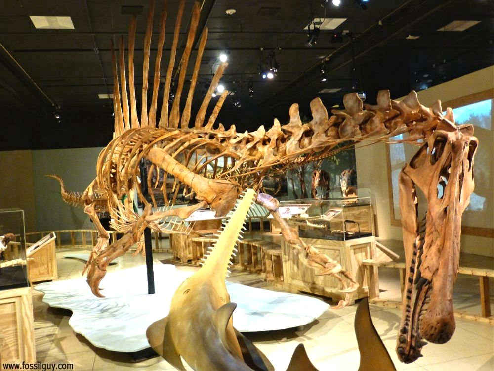 TYPES OF SPINOSAURUS DINOSAURS