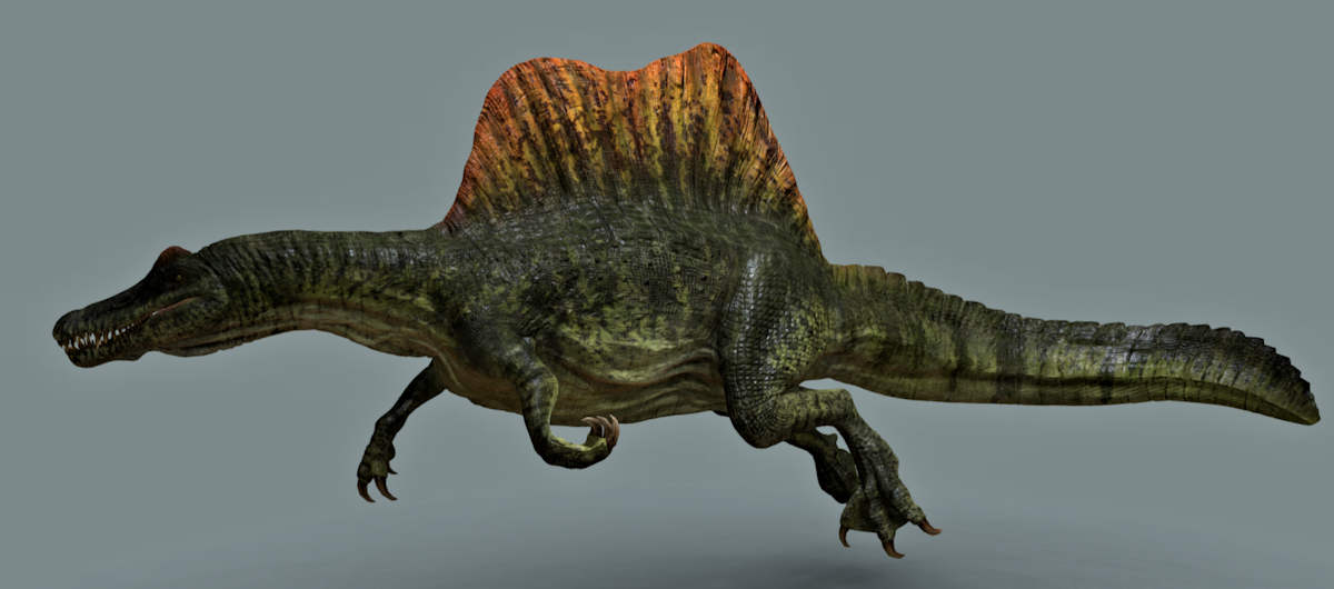 Image of a Sketchfab flesh model of Spinosaurus from Julian Johnso-Mortimer. This updated Spinosaurus model has
a clearly paddle-like tail designed for water propulsion.