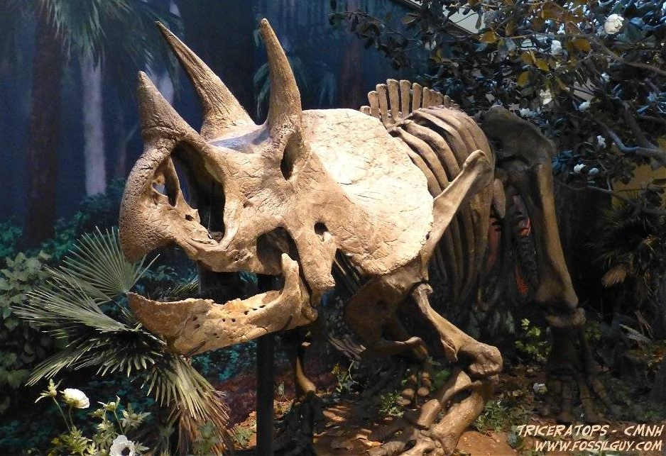 TRICERATOPS