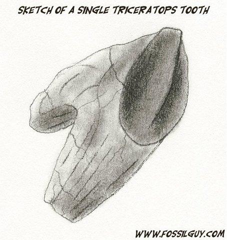 sketch of a triceratops tooth