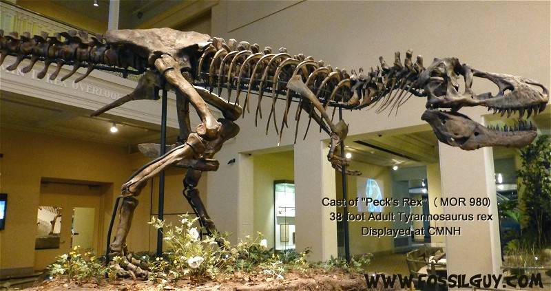 cast of pecks rex, a tyrannosaurus rex fossil