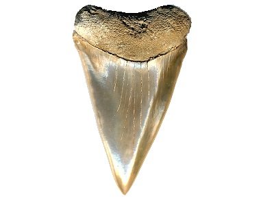 fossil white sharks