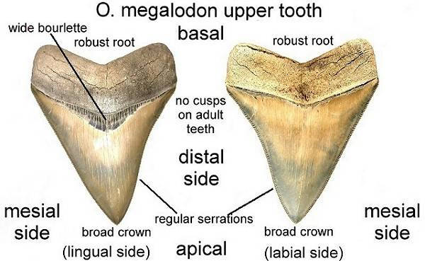 Identifying characteristics of a fossil megalodon (megatooth) shark tooth