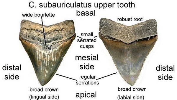 Fossil Carcharocles subauriculatus (chubutensis) shark tooth idenification