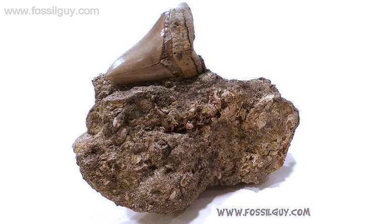 Large Fossil Megatooth Shark Tooth in original Matrix - Carcarocles Subauriculatus
