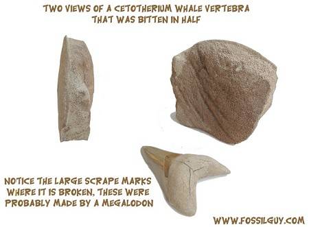 this whale vertebra has been bitten in half by a megalodon shark. Notice the large striations running through it created by the megalodon teeth
