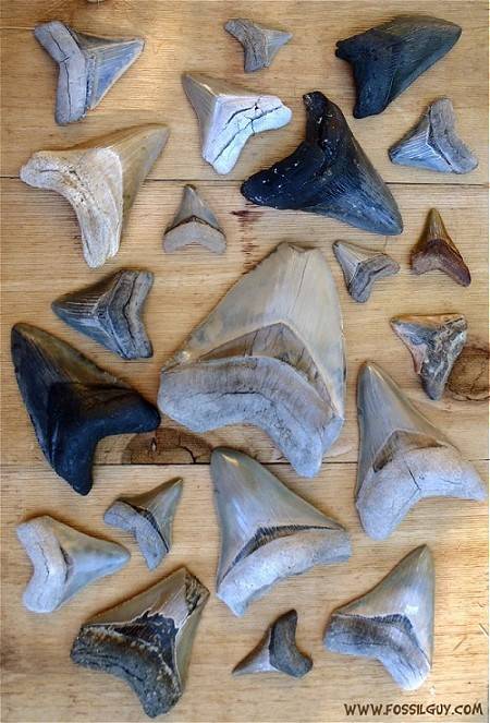 Carcarocles Megalodon Fossil Shark Teeth - Facts and Information