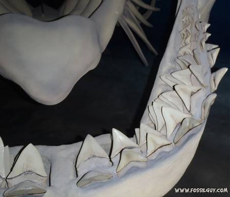 Closeup of the megalodon jaw showing tooth rows