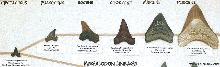 Lineage of the Megatoothed shark