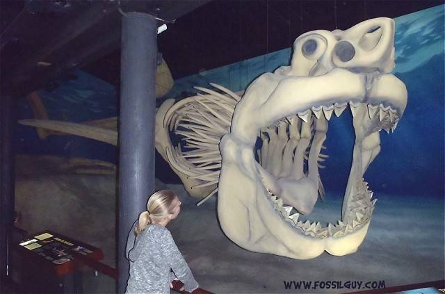 Reconstructed Megalodon Skeleton from the Calvert Marine Museum, Solomons, MD.