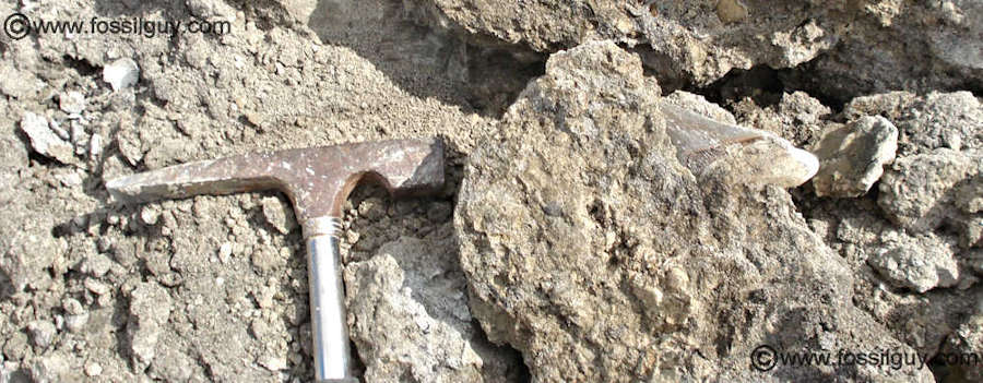 Large Fossil Tooth of a Megatooth Shark Carcharocles Subauriculatus in original Limestone Matrix - From Aurora, North Carolina