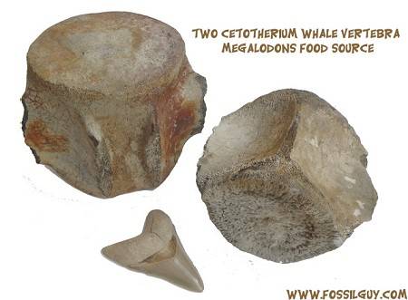 These are cetotherium fossil whale vertebra from the PCS mine in Aurora, NC. These whales were a food source for megalodon